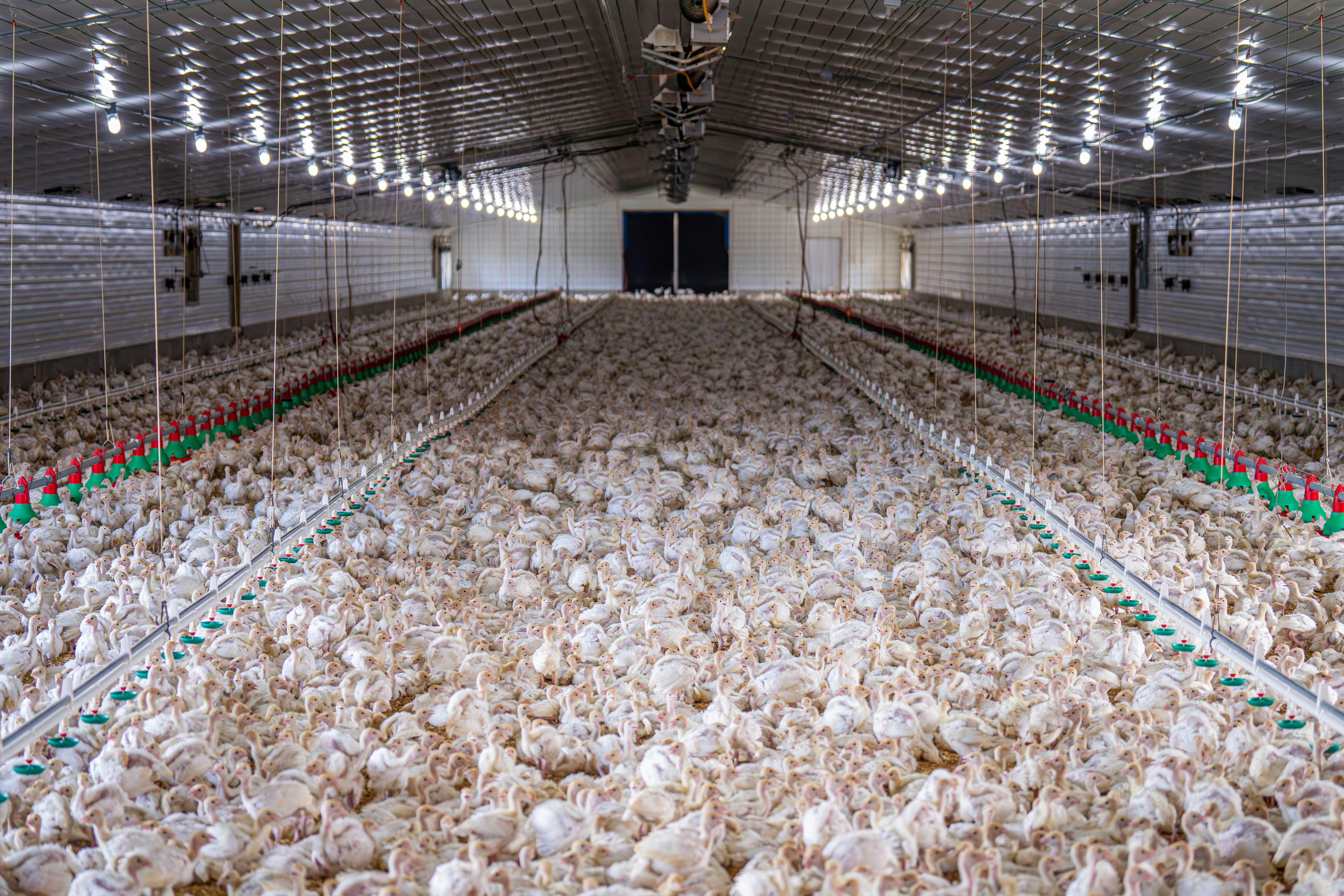 Photo by Mark Stebnicki: https://www.pexels.com/photo/flock-of-chickens-27083552/
